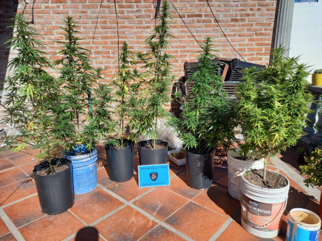 Pelea familiar terminó con un detenido y siete plantas de marihuana secuestradas
