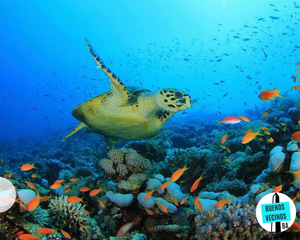 Día Mundial de los océanos