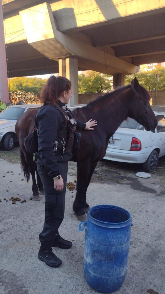 Policías rescataron un caballo deshidratado y herido