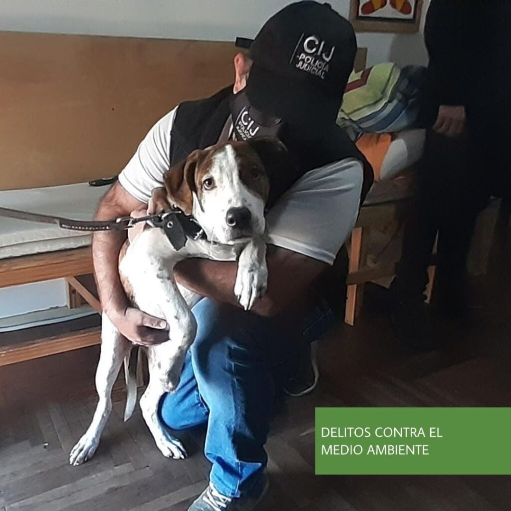 MALTRATO ANIMAL: RESCATAN A LA PERRA GOLPEADA QUE SE VIRALIZÓ EN TWITTER