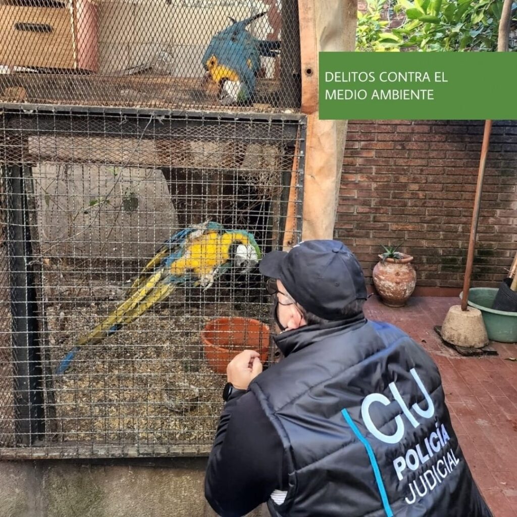 CLAUSURAN UN CRIADERO ILEGAL DE AVES Y RESCATAN 24 EJEMPLARES