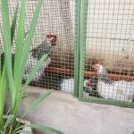 Maltrato animal: Villa Soldati: 90 gallinas y 8 gallos rescatados de un criadero ilegal