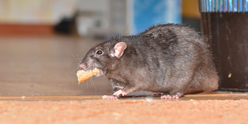 ONCE: RATAS EN LA ESCUELA MITRE
