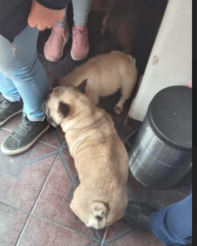 Falsa veterinaria detenida y 22 perros rescatados de un criadero clandestino en Parque Chas