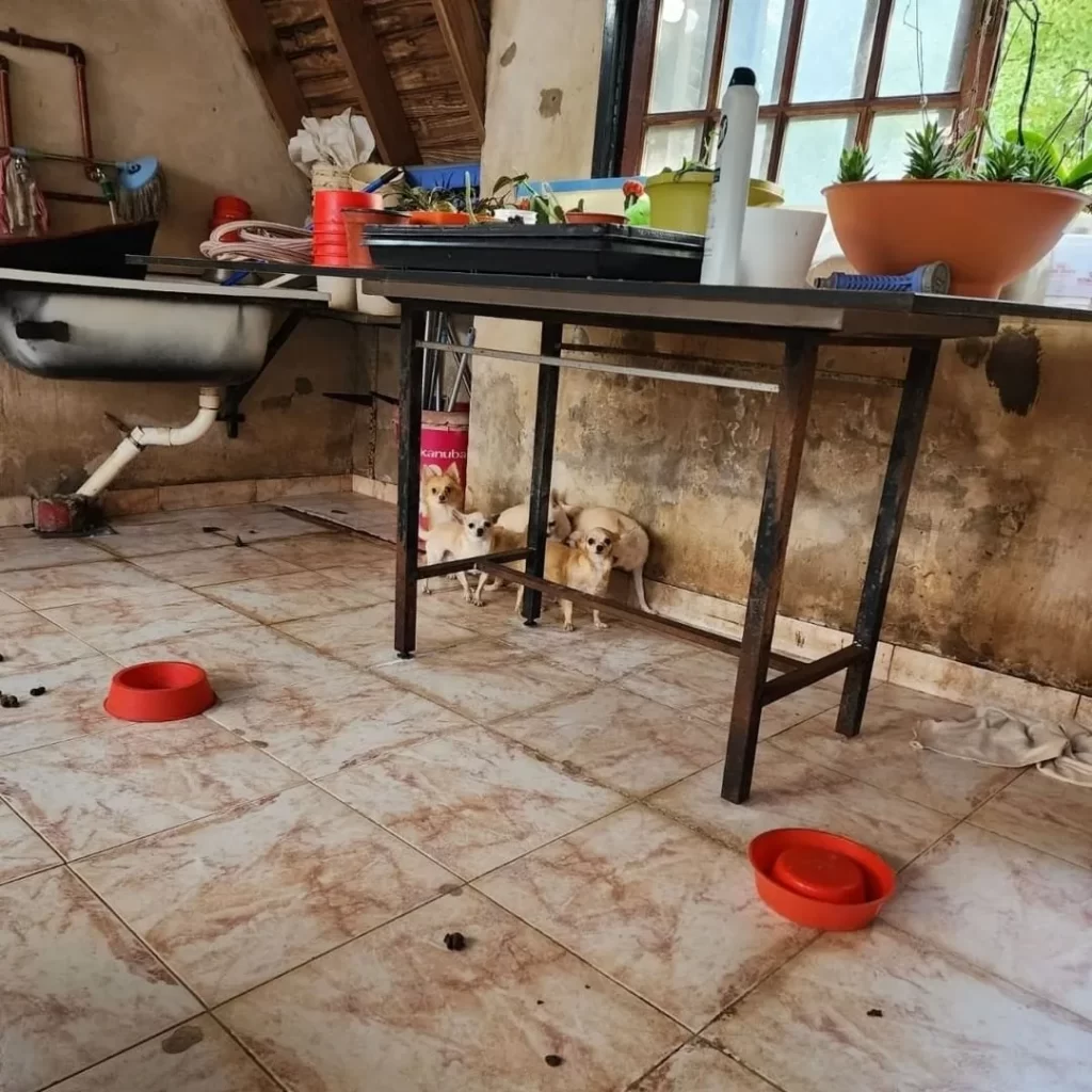 MALTRATO ANIMAL: CLAUSURAN UN CRIADERO ILEGAL DE PERROS Y RESCATAN A 6 CHIHUAHUAS