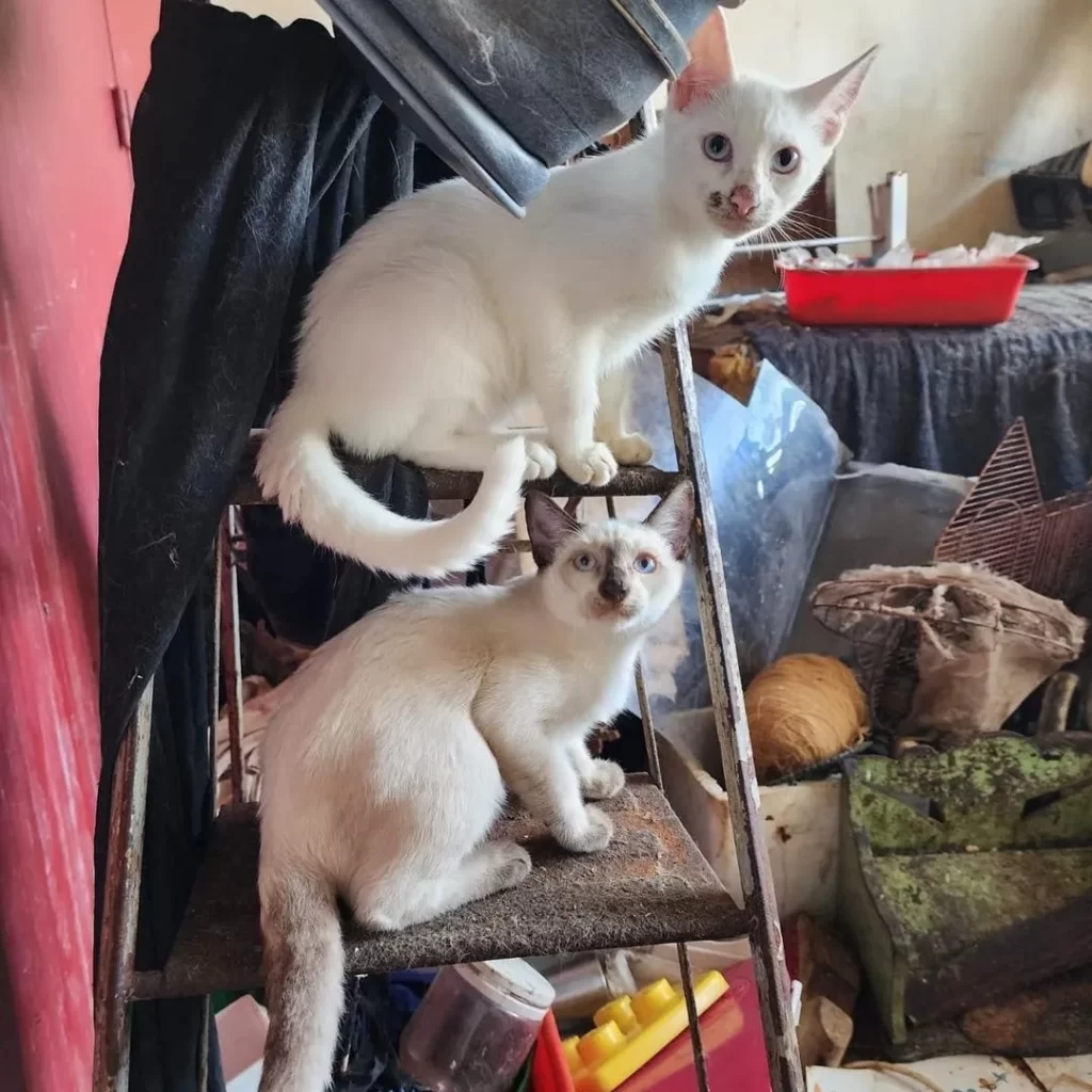 Villa Crespo: rescataron 23 gatos en un allanamiento