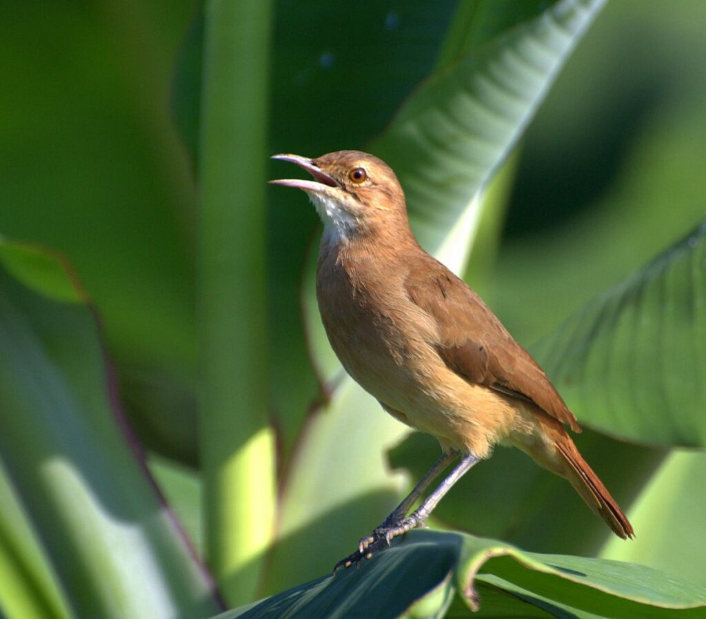 5 de octubre: Día Nacional de las Aves