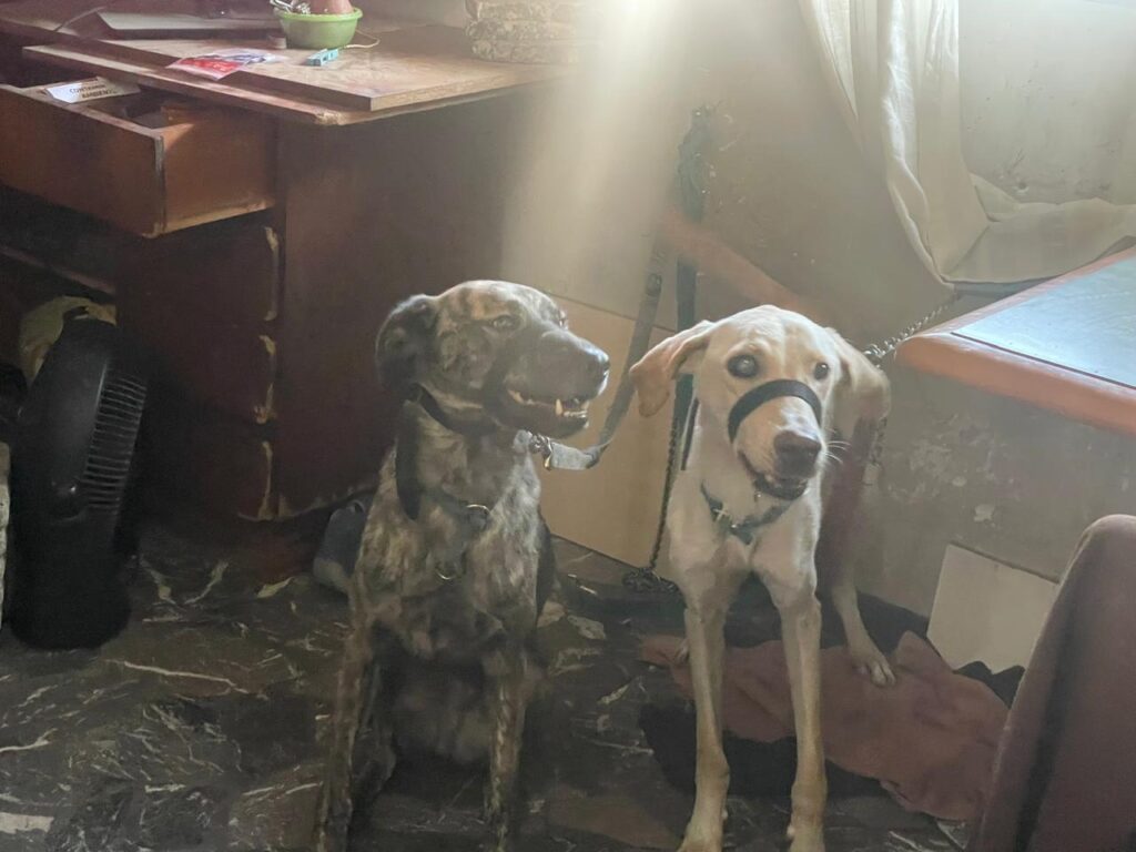 Maltrato animal: Rescataron 18 gatos y 15 perros en dos allanamientos