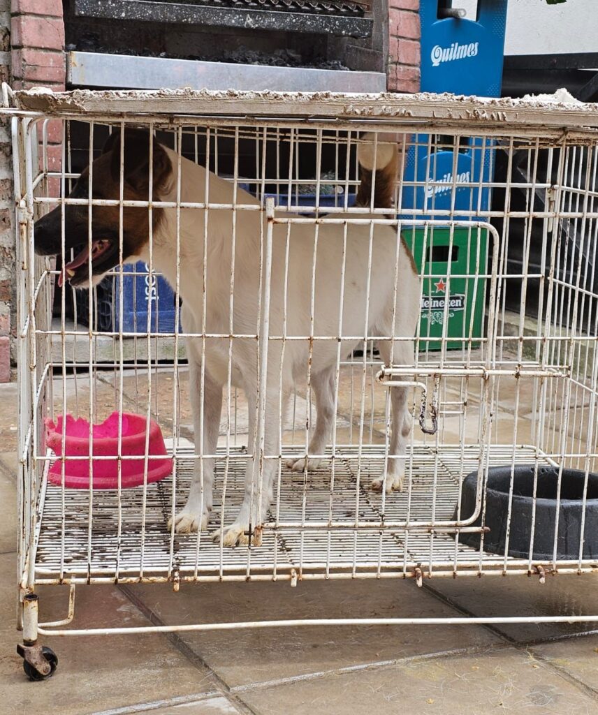 Rescataron 42 gatos y 8 perros hacinados tras desbaratar dos criaderos ilegales en Caballito y Devoto