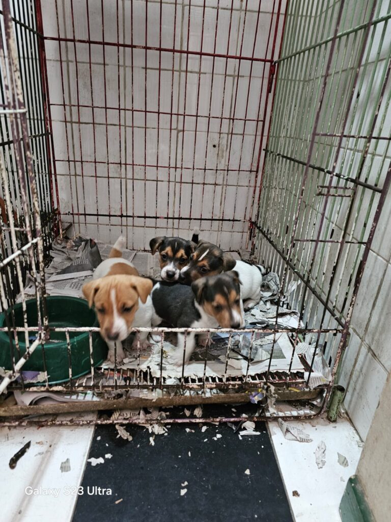 Clausuran una veterinaria en Villa Crespo que operaba como criadero clandestino y rescatan seis perros