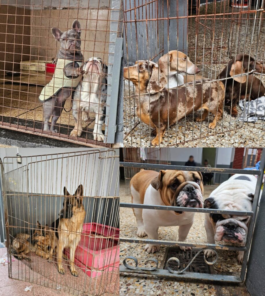 Trece perros y un loro rescatados en Villa Urquiza